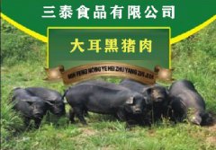 黑豬肉貴的原因有哪些